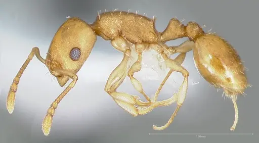 Temnothorax pseudandrei - CASENT0005693