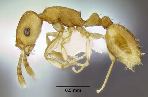 Temnothorax pseudandrei - CASENT0005693