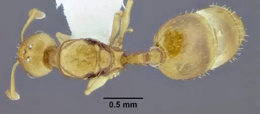Temnothorax pseudandrei - CASENT0339311