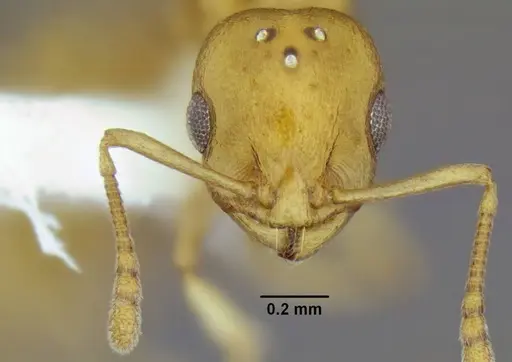 Temnothorax pseudandrei - CASENT0339311