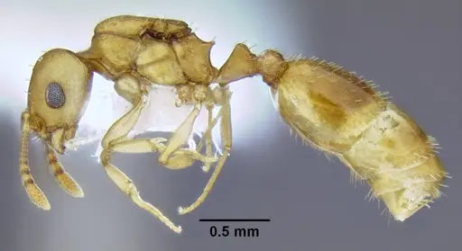 Temnothorax pseudandrei - CASENT0339311