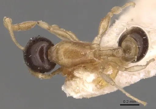 Temnothorax pulchellus specimen