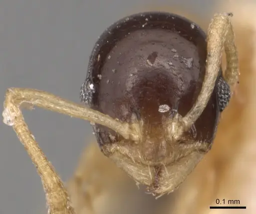 Temnothorax pulchellus specimen