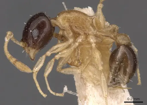 Temnothorax pulchellus specimen