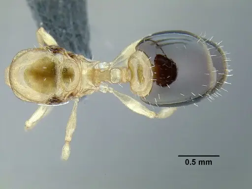 Temnothorax pulchellus - LACMENT323203