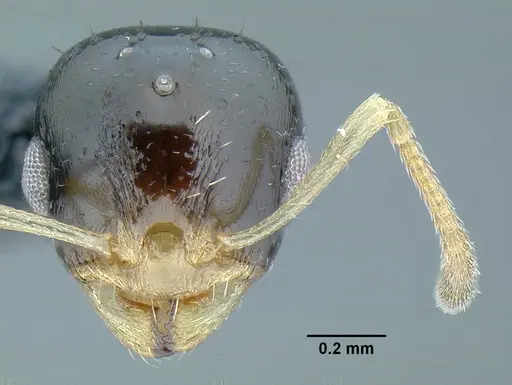 Temnothorax pulchellus - LACMENT323203