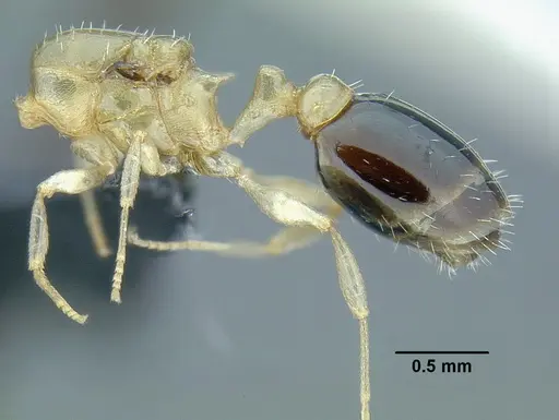 Temnothorax pulchellus - LACMENT323203