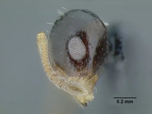 Temnothorax pulchellus - LACMENT323203