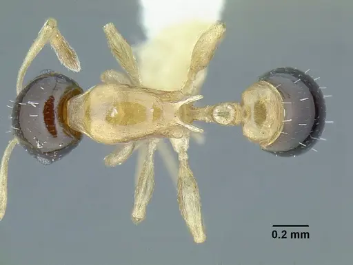 Temnothorax pulchellus - LACMENT323204
