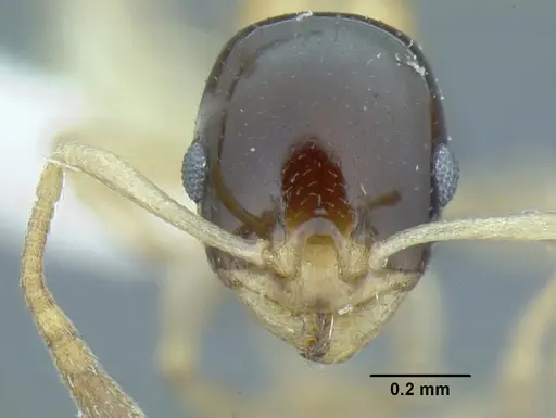 Temnothorax pulchellus - LACMENT323204