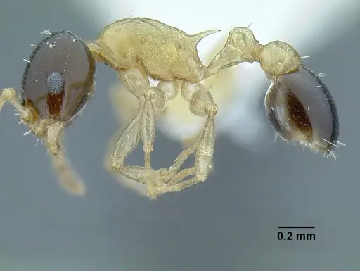 Temnothorax pulchellus - LACMENT323204