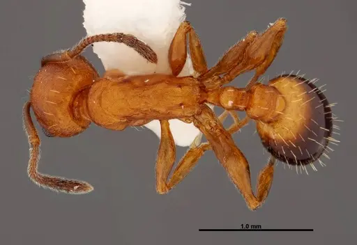 Temnothorax punctaticeps specimen