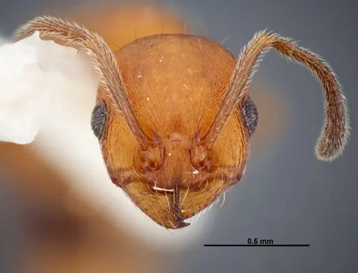Temnothorax punctaticeps specimen