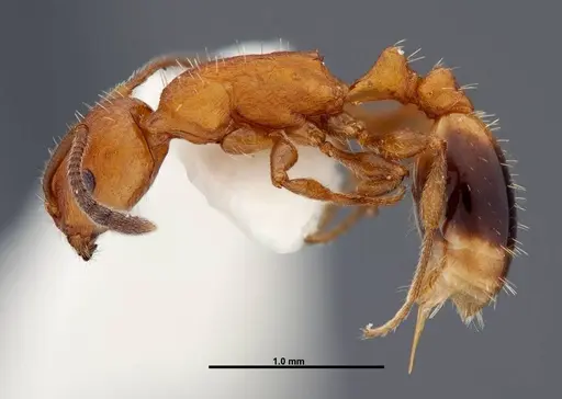 Temnothorax punctaticeps specimen