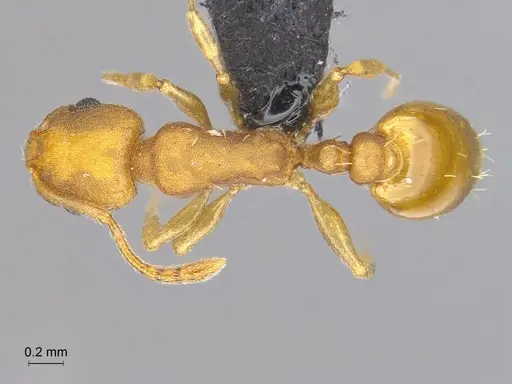 Temnothorax punctatissimus specimen