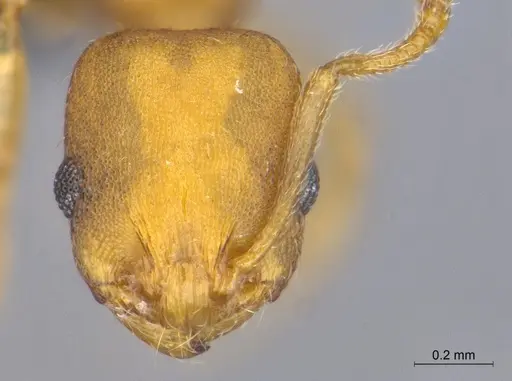 Temnothorax punctatissimus specimen