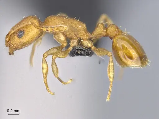 Temnothorax punctatissimus specimen