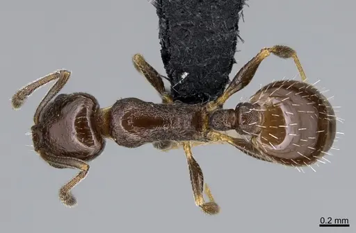 Temnothorax punctithorax specimen