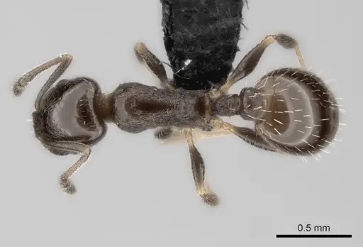 Temnothorax punctithorax specimen