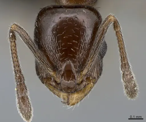 Temnothorax punctithorax specimen