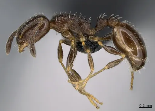 Temnothorax punctithorax - CASENT0007122