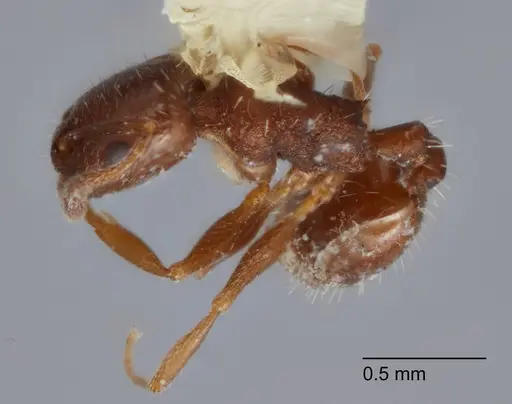 Temnothorax punctithorax - UTEPENTO60008
