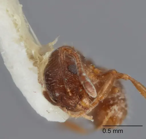 Temnothorax punctithorax - UTEPENTO60008