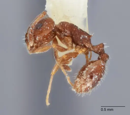 Temnothorax punctithorax - UTEPENTO60008