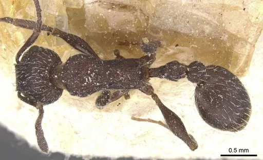 Temnothorax pupseli specimen