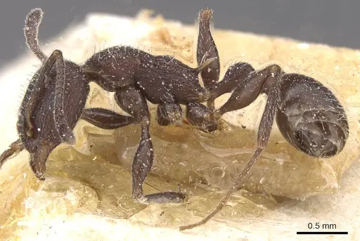 Temnothorax pupseli specimen