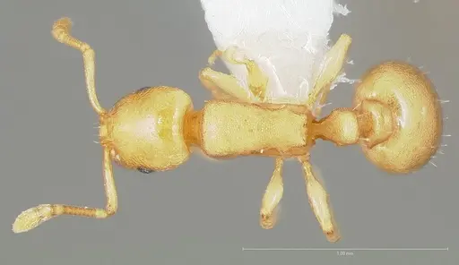 Temnothorax quasimodo specimen