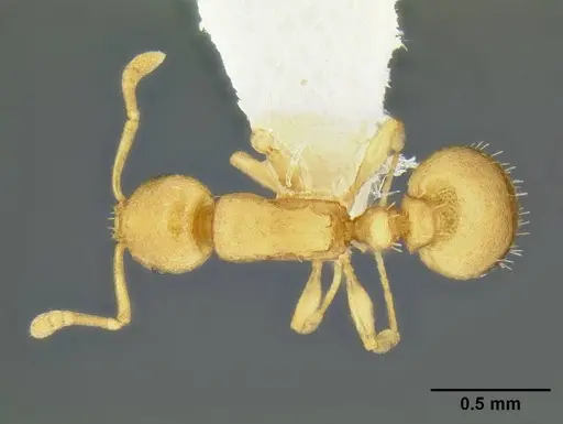 Temnothorax quasimodo specimen