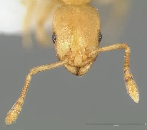 Temnothorax quasimodo specimen