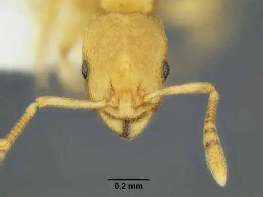 Temnothorax quasimodo - CASENT0005694