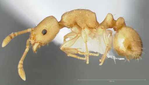 Temnothorax quasimodo - CASENT0005694