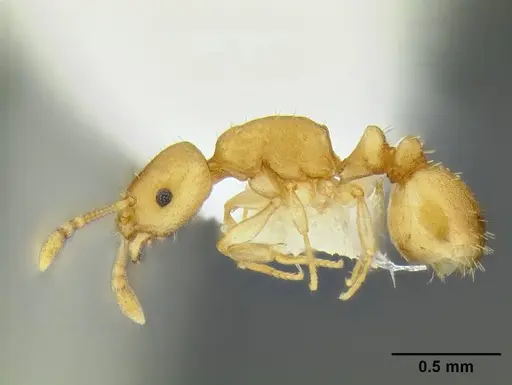 Temnothorax quasimodo - CASENT0005694