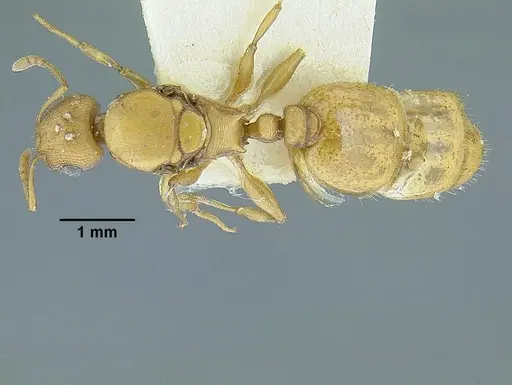 Temnothorax quercicola specimen