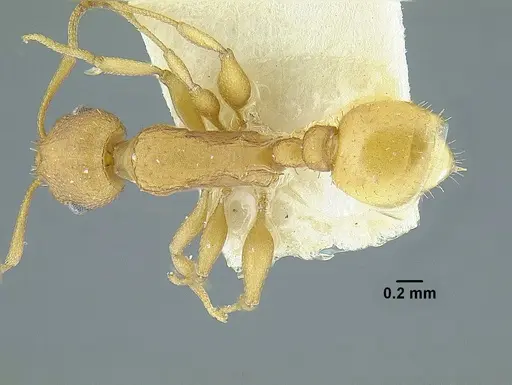 Temnothorax quercicola specimen