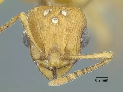Temnothorax quercicola specimen