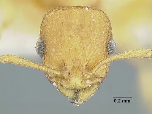 Temnothorax quercicola - LACMENT323216