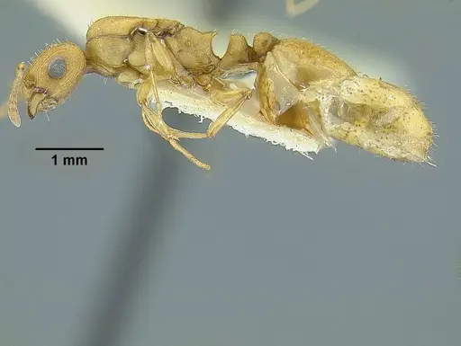 Temnothorax quercicola - LACMENT323216