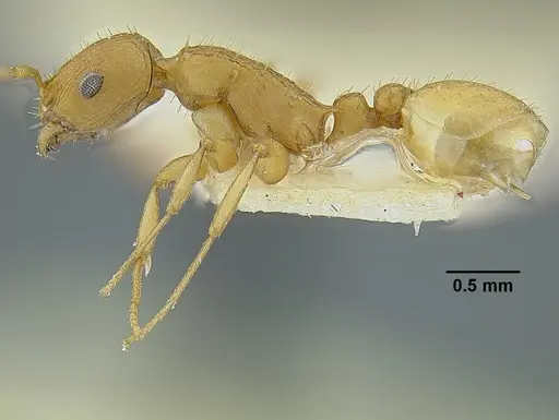 Temnothorax quercicola - LACMENT323216