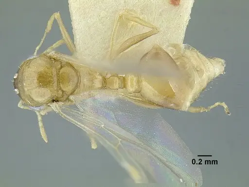 Temnothorax quercicola - LACMENT323217