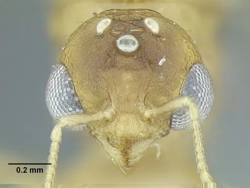 Temnothorax quercicola - LACMENT323217