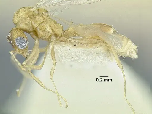 Temnothorax quercicola - LACMENT323217