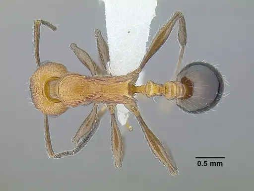 Temnothorax quetzal specimen