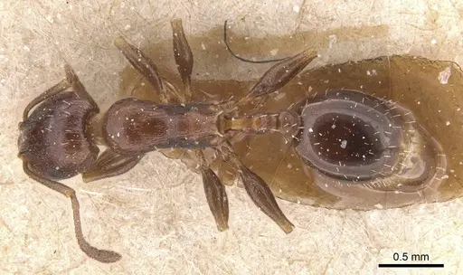 Temnothorax risii - CASENT0912987