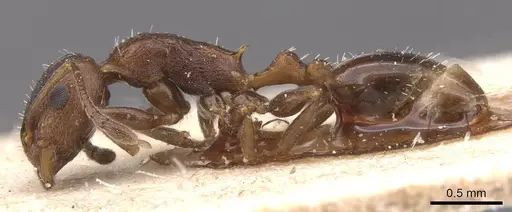 Temnothorax risii - CASENT0912987