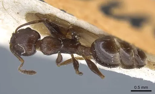 Temnothorax risii - CASENT0917037