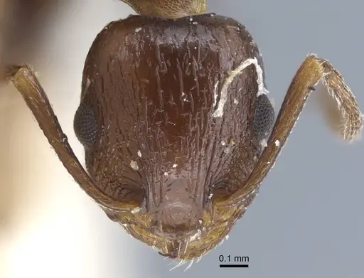 Temnothorax risii - CASENT0917037